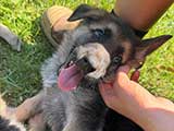 German Shepherd for Sale