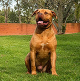 French Mastiff for Sale